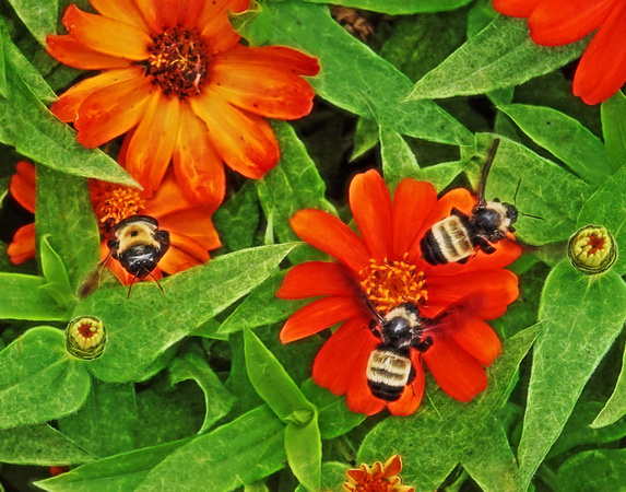 Flight of the Bumblebees