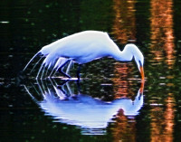 Great Egret in Central Park