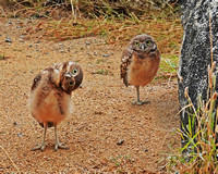 Shoco Burrowing Owls