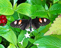 Black & Red Butterfly
