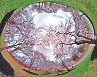 Cherry Blossom Grove